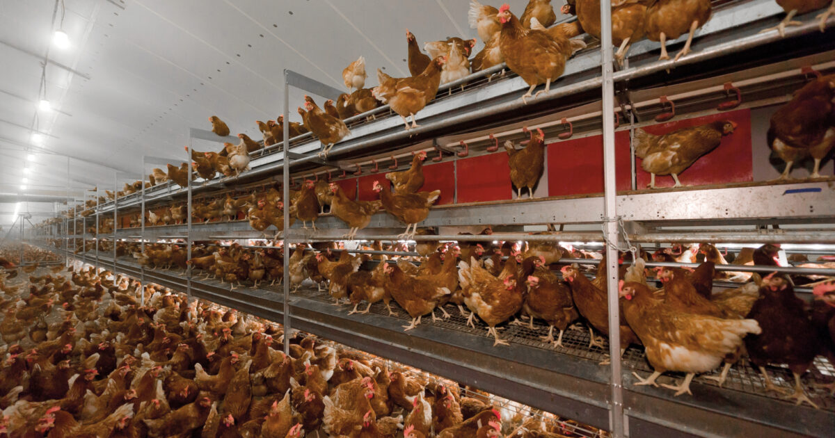 Climate control & ventilation | Hotraco Agri